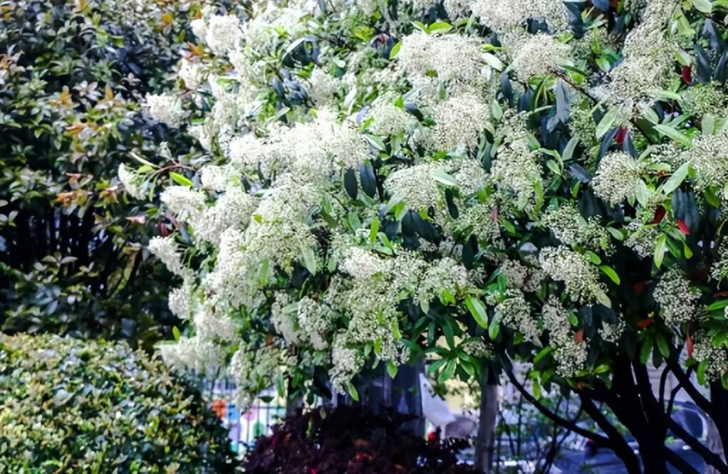 “臭烘烘”的石楠，味道聞了讓人作嘔，為何還能“稱霸”城市？