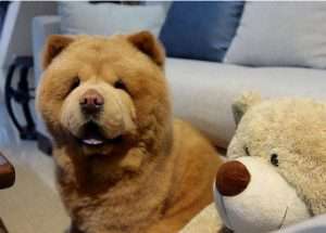 這10種狗，公認最忠心，養過的都知道