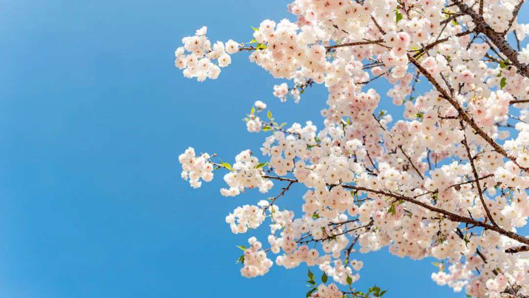 10首清明詩(shī)詞，落花飛絮，春意闌珊，最美人間四月天