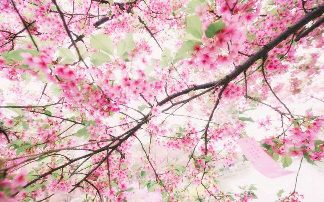 10首清明詩(shī)詞，落花飛絮，春意闌珊，最美人間四月天