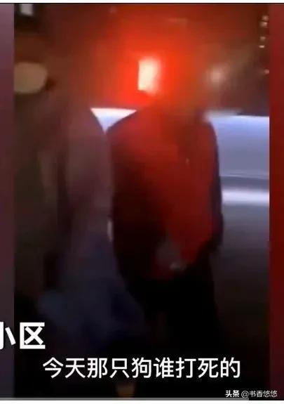 上海一柯基被打死(上海被打死柯基主人發聲)