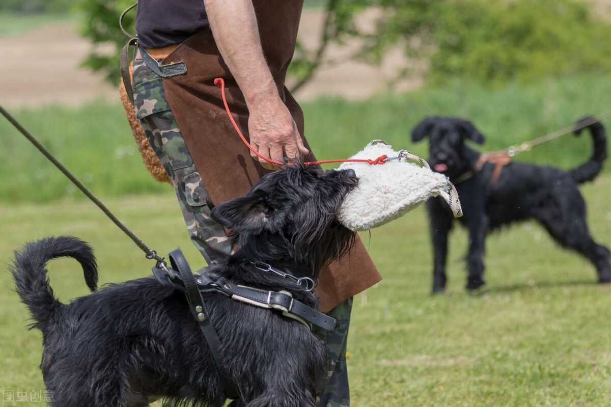 寵物訓練多少錢一個月(寵物學校訓練價格表)
