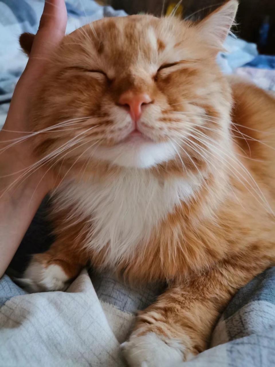 寵物訓練多少錢一個月(寵物學校訓練價格表)