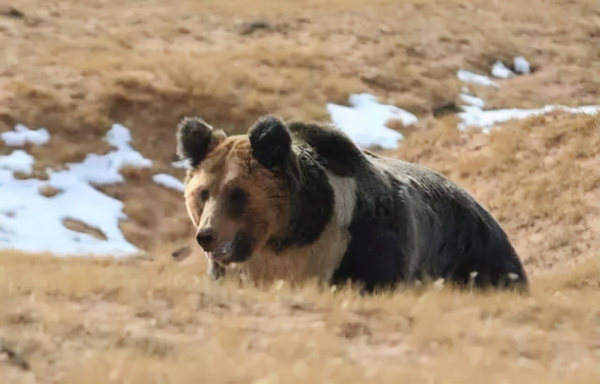 中國最可怕的無人區(無人區真的那么亂嗎)