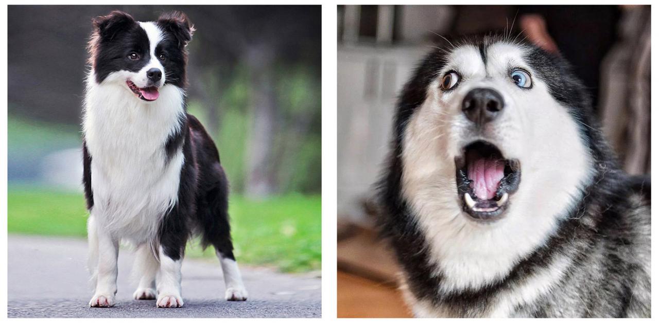 寵物訓練多少錢一個月(寵物學校訓練價格表)