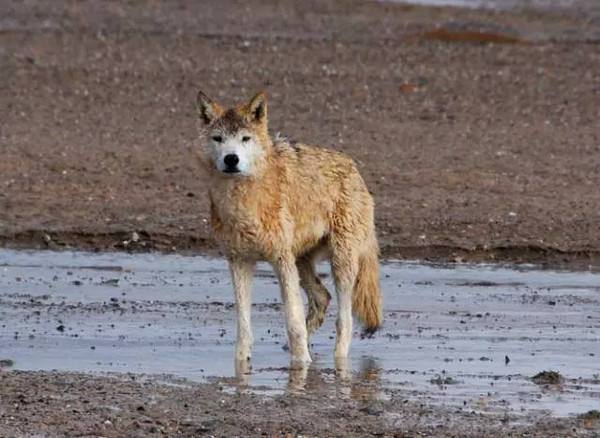 中國最可怕的無人區(無人區真的那么亂嗎)