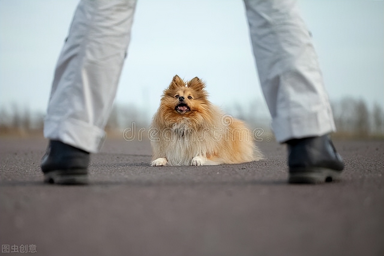 寵物訓練多少錢一個月(寵物學校訓練價格表)
