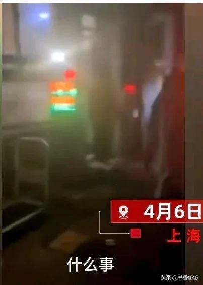 上海一柯基被打死(上海被打死柯基主人發聲)