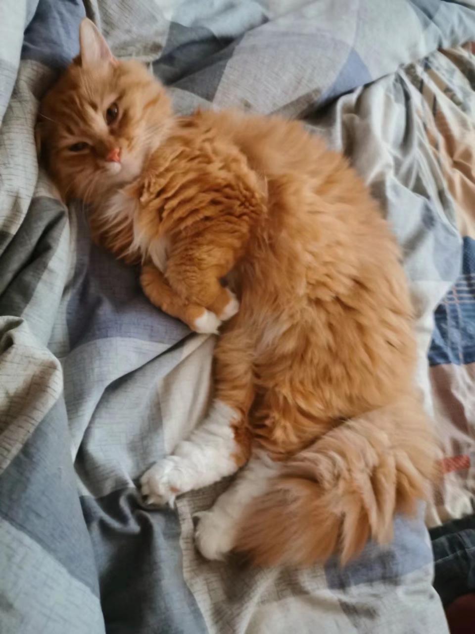 寵物訓練多少錢一個月(寵物學校訓練價格表)