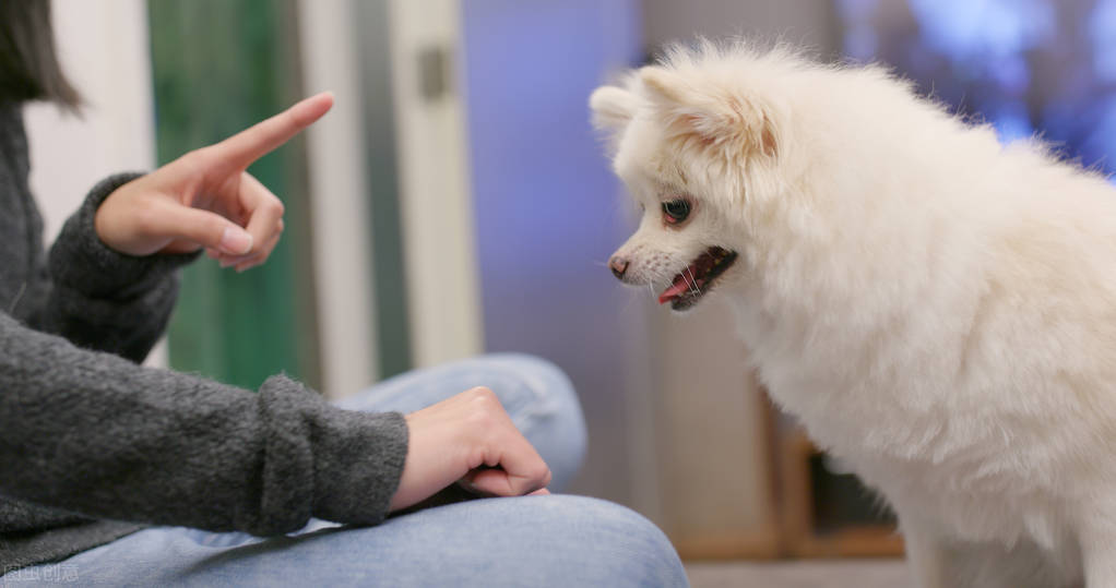 寵物訓練多少錢一個月(寵物學校訓練價格表)