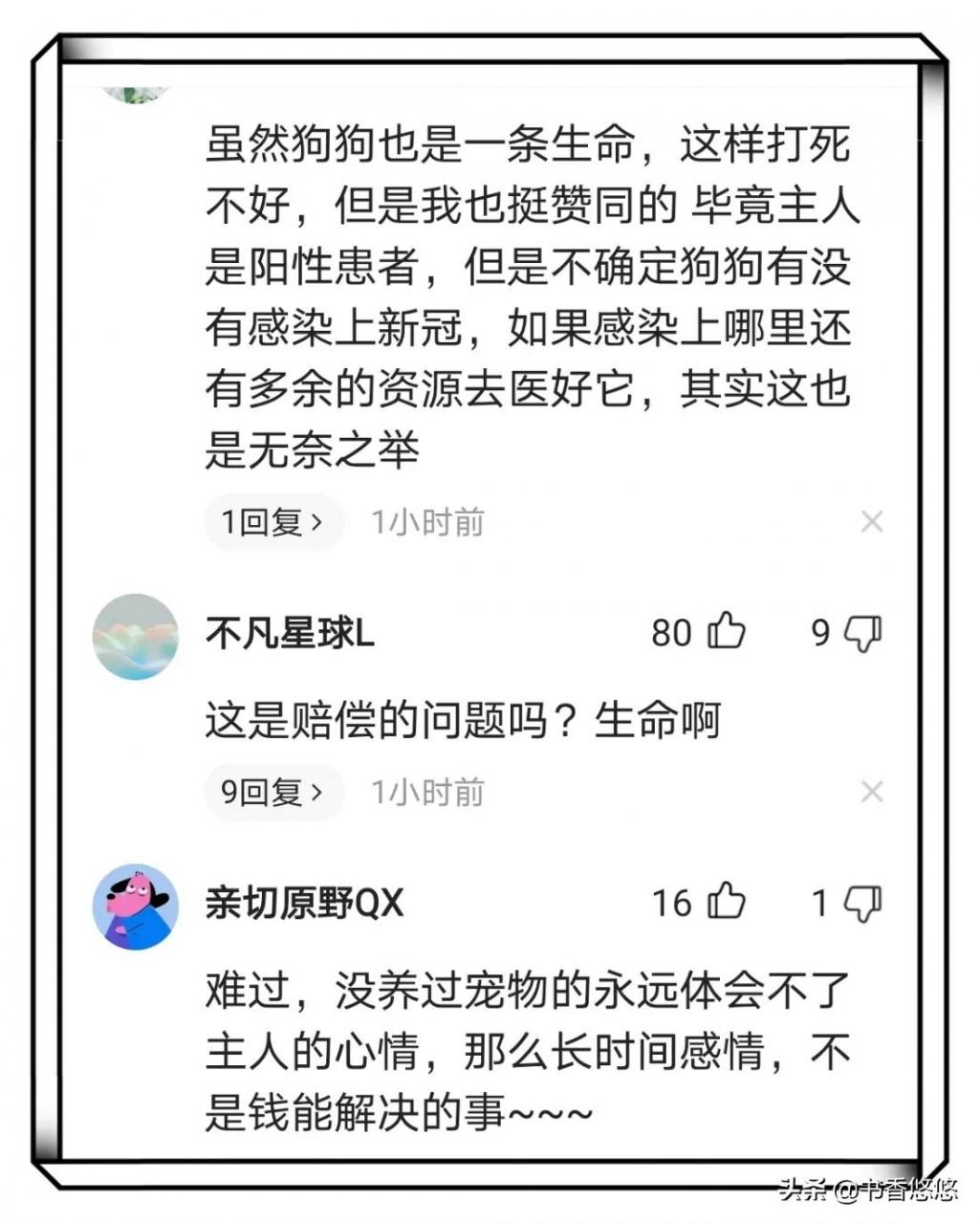 上海一柯基被打死(上海被打死柯基主人發聲)