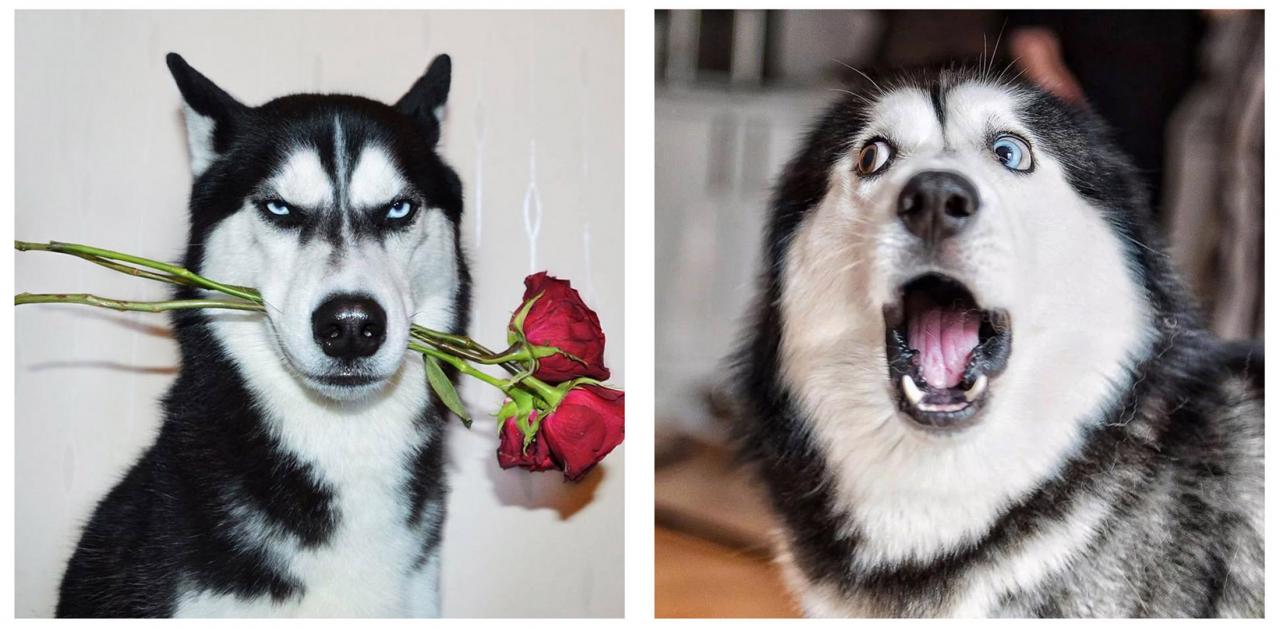 寵物訓練多少錢一個月(寵物學校訓練價格表)