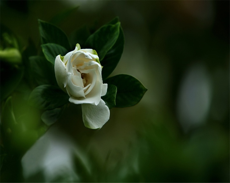 梔子花為啥不吉利(種植梔子花的風(fēng)水禁忌)
