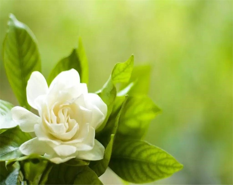 梔子花為啥不吉利(種植梔子花的風(fēng)水禁忌)