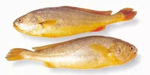 海魚有哪些(常見海魚大全,附圖片)