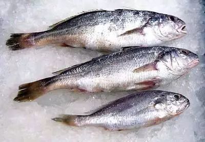 海魚有哪些(常見海魚大全,附圖片)
