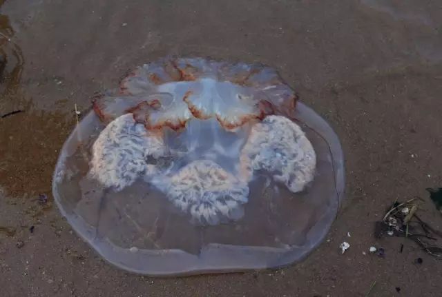 海魚有哪些(常見海魚大全,附圖片)