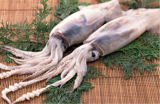 海魚有哪些(常見海魚大全,附圖片)