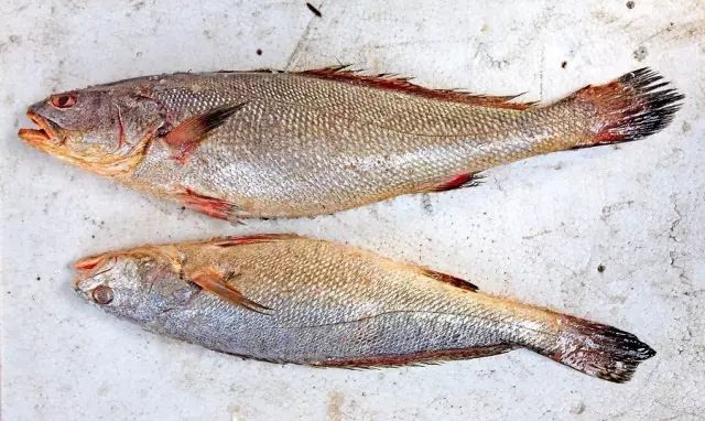 海魚有哪些(常見海魚大全,附圖片)