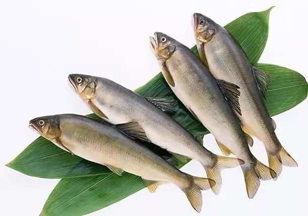 海魚有哪些(常見海魚大全,附圖片)