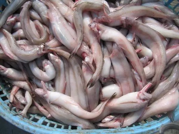 海魚有哪些(常見海魚大全,附圖片)