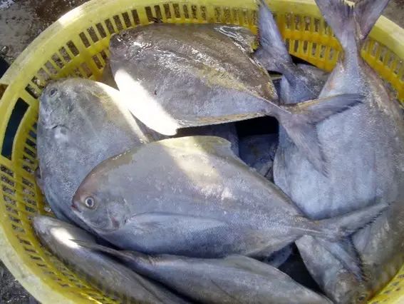 海魚有哪些(常見海魚大全,附圖片)