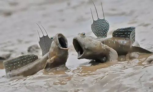 海魚有哪些(常見海魚大全,附圖片)