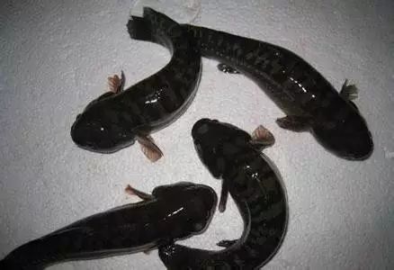 海魚有哪些(常見海魚大全,附圖片)