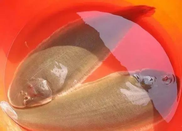 海魚有哪些(常見海魚大全,附圖片)