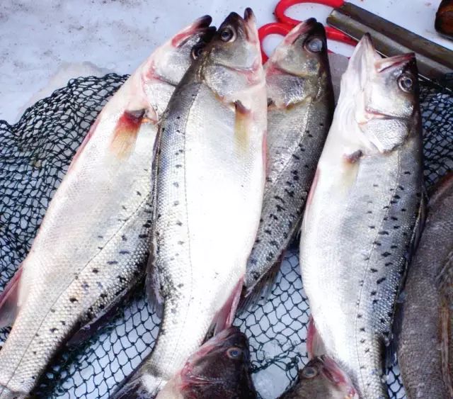 海魚有哪些(常見海魚大全,附圖片)