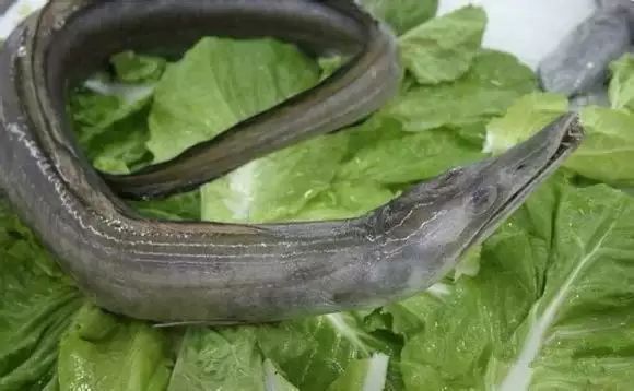 海魚有哪些(常見海魚大全,附圖片)