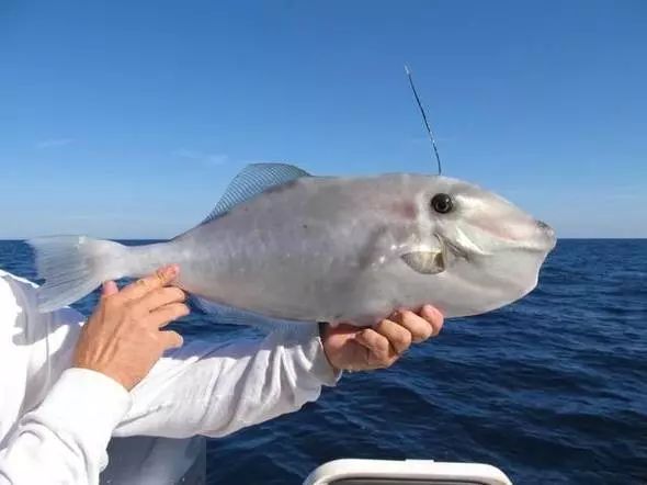 海魚有哪些(常見海魚大全,附圖片)