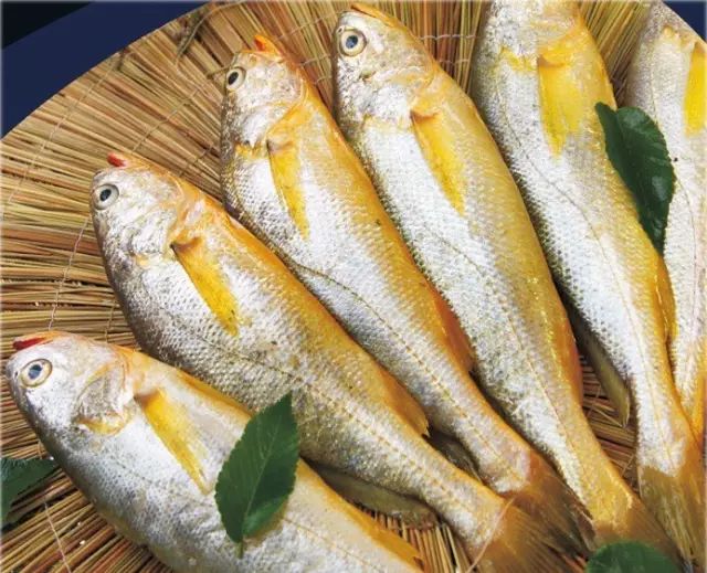 海魚有哪些(常見海魚大全,附圖片)