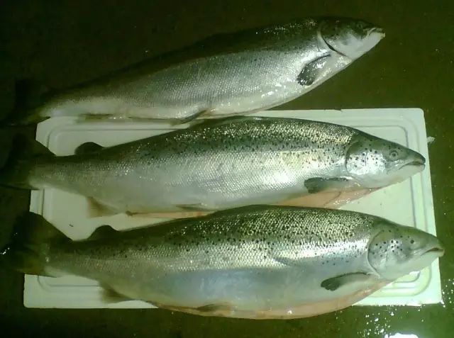 海魚有哪些(常見海魚大全,附圖片)