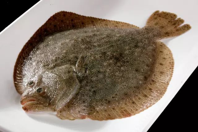 海魚有哪些(常見海魚大全,附圖片)