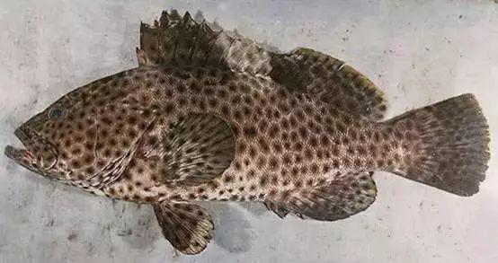 海魚有哪些(常見海魚大全,附圖片)