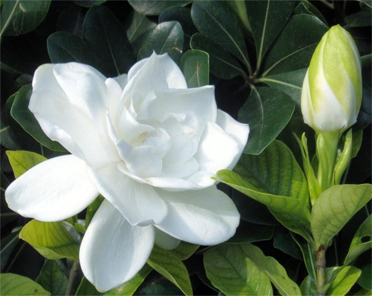梔子花為啥不吉利(種植梔子花的風(fēng)水禁忌)