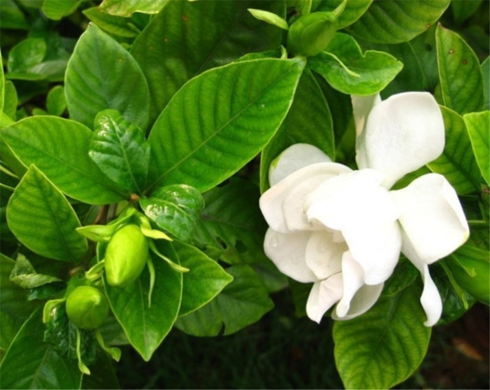 梔子花為啥不吉利(種植梔子花的風(fēng)水禁忌)