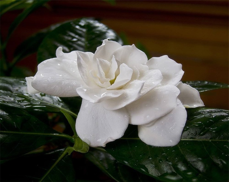 梔子花為啥不吉利(種植梔子花的風(fēng)水禁忌)