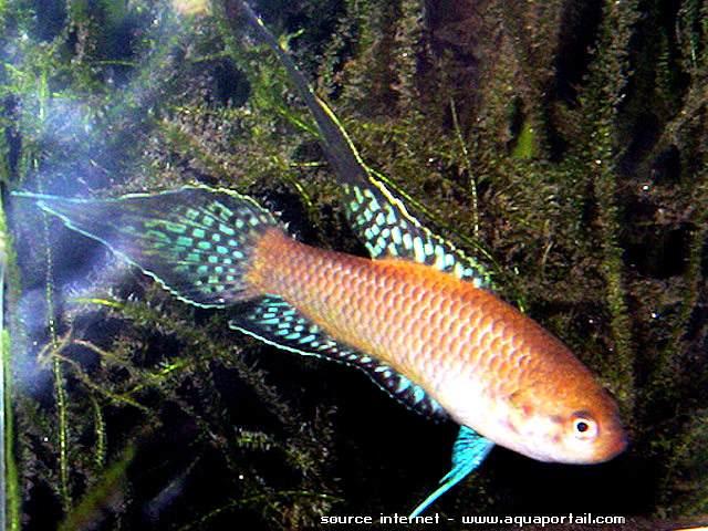 為什么6沒有斗魚(斗魚為什么會互相打架)