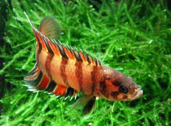 為什么6沒有斗魚(斗魚為什么會互相打架)