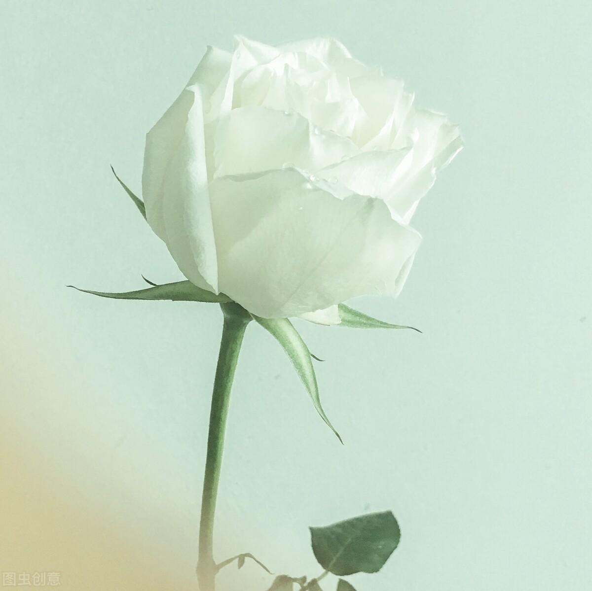 為什么太相愛的人不能結(jié)婚(相愛的人為什么要結(jié)婚)