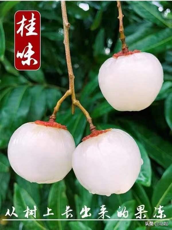 中國荔枝之鄉(xiāng)是哪個城市(中國三大荔枝產(chǎn)地)
