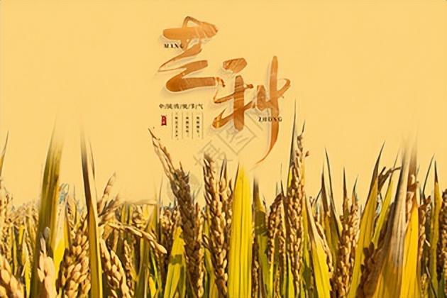 芒種的說說文案「精選29句推薦」