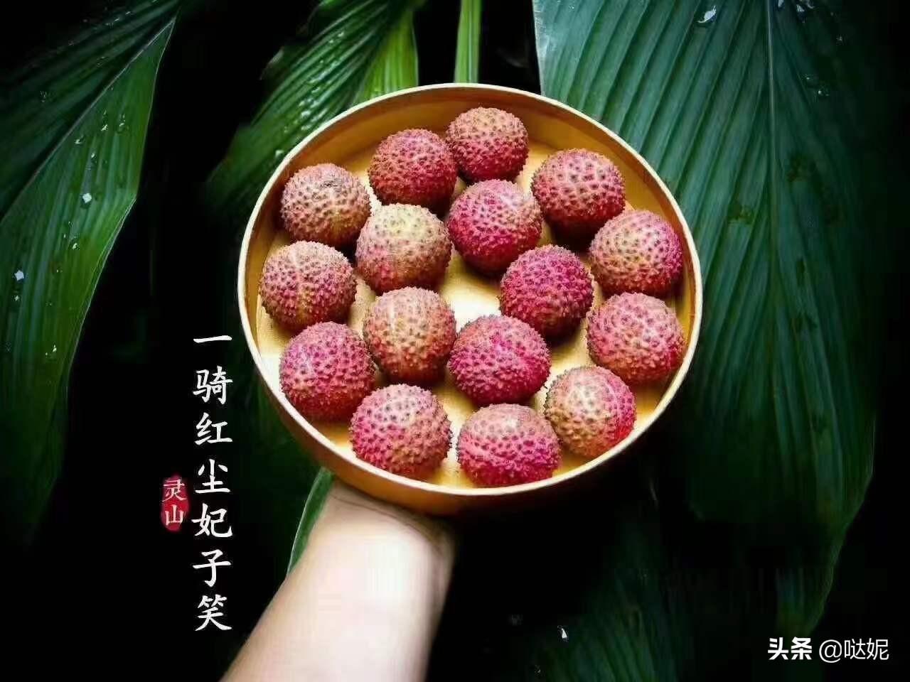 中國荔枝之鄉(xiāng)是哪個城市(中國三大荔枝產(chǎn)地)