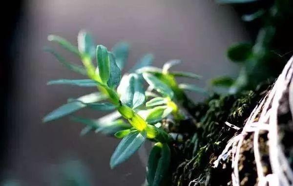 中華九大仙草排行榜排名(九大仙草的功效與作用)