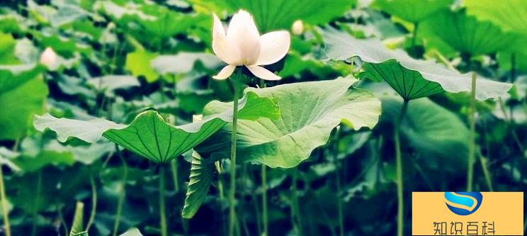 立夏和夏至有什么區別(難以置信)