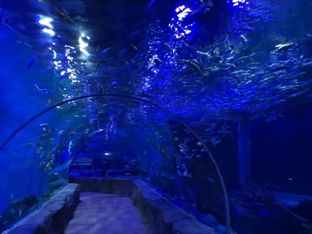 中國(guó)最大的海洋館排名前十(中國(guó)最好水族館的排行)
