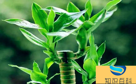 新房適合養什么綠植旺宅(一看就會)