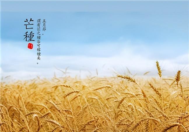 芒種的說說文案「精選29句推薦」